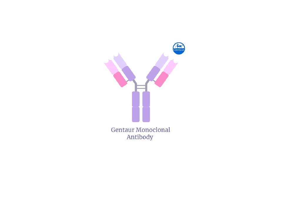 [GEN-015-25191] Anti Phosphorylated a-Synuclein, Monoclonal Antibody (pSyn#64)